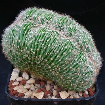 Echinopsis_forma_cristata_1
